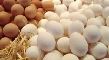 70 جنيها للكيلو.. تراجع ملحوظ في أسعار الدواجن داخل أسواق كفر الشيخ اليوم